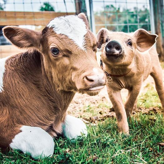 calf-and-piglet